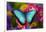 Blue Morpho Butterfly on pink Orchid-Darrell Gulin-Framed Photographic Print