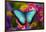 Blue Morpho Butterfly on pink Orchid-Darrell Gulin-Framed Photographic Print