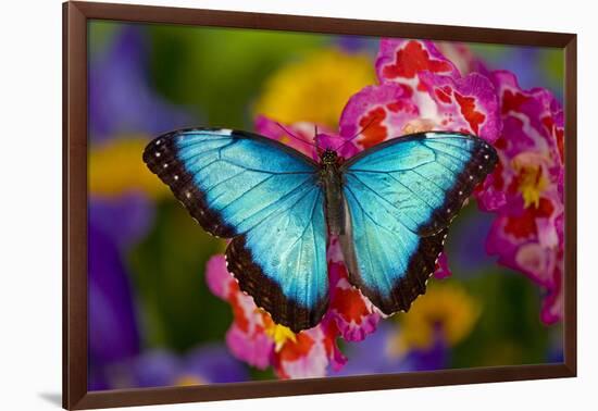 Blue Morpho Butterfly on pink Orchid-Darrell Gulin-Framed Photographic Print