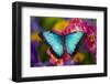 Blue Morpho Butterfly on pink Orchid-Darrell Gulin-Framed Photographic Print