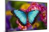 Blue Morpho Butterfly on pink Orchid-Darrell Gulin-Mounted Photographic Print