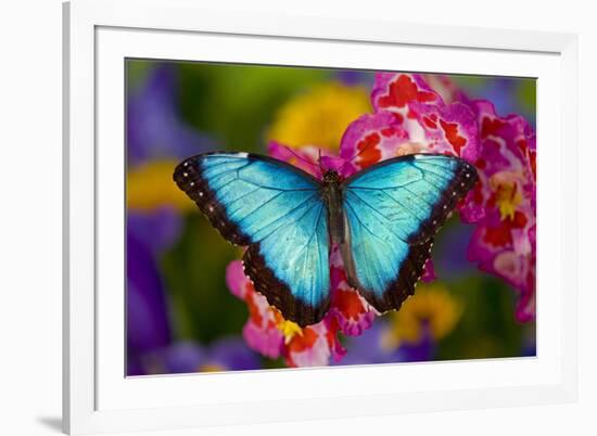 Blue Morpho Butterfly on pink Orchid-Darrell Gulin-Framed Premium Photographic Print