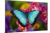 Blue Morpho Butterfly on pink Orchid-Darrell Gulin-Mounted Premium Photographic Print