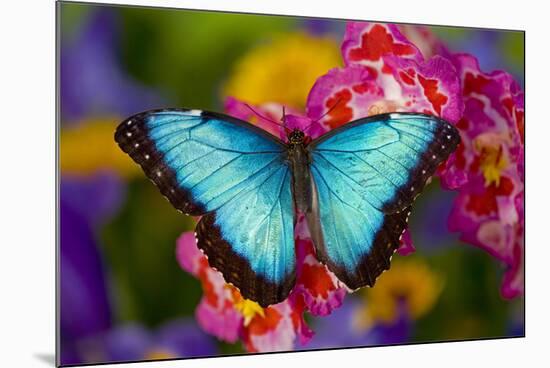 Blue Morpho Butterfly on pink Orchid-Darrell Gulin-Mounted Photographic Print