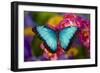 Blue Morpho Butterfly on pink Orchid-Darrell Gulin-Framed Premium Photographic Print