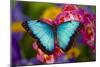 Blue Morpho Butterfly on pink Orchid-Darrell Gulin-Mounted Premium Photographic Print