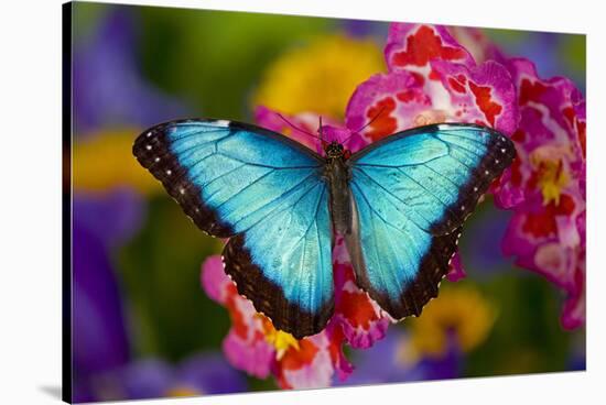 Blue Morpho Butterfly on pink Orchid-Darrell Gulin-Stretched Canvas