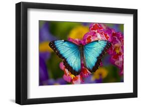 Blue Morpho Butterfly on pink Orchid-Darrell Gulin-Framed Premium Photographic Print