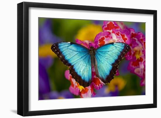 Blue Morpho Butterfly on pink Orchid-Darrell Gulin-Framed Photographic Print