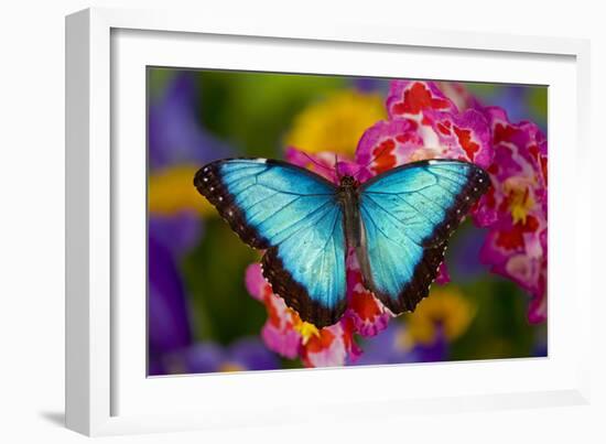 Blue Morpho Butterfly on pink Orchid-Darrell Gulin-Framed Photographic Print