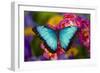 Blue Morpho Butterfly on pink Orchid-Darrell Gulin-Framed Photographic Print