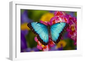 Blue Morpho Butterfly on pink Orchid-Darrell Gulin-Framed Photographic Print