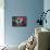 Blue Morpho Butterfly on pink Orchid-Darrell Gulin-Framed Stretched Canvas displayed on a wall