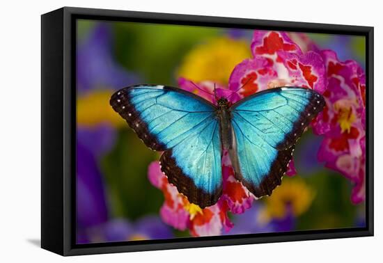 Blue Morpho Butterfly on pink Orchid-Darrell Gulin-Framed Stretched Canvas