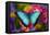 Blue Morpho Butterfly on pink Orchid-Darrell Gulin-Framed Stretched Canvas