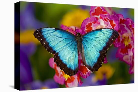 Blue Morpho Butterfly on pink Orchid-Darrell Gulin-Stretched Canvas