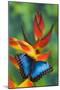 Blue Morpho Butterfly sitting on tropical Heliconia flowers-Darrell Gulin-Mounted Photographic Print