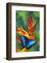 Blue Morpho Butterfly sitting on tropical Heliconia flowers-Darrell Gulin-Framed Photographic Print