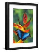 Blue Morpho Butterfly sitting on tropical Heliconia flowers-Darrell Gulin-Framed Photographic Print