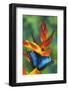 Blue Morpho Butterfly sitting on tropical Heliconia flowers-Darrell Gulin-Framed Photographic Print