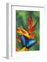 Blue Morpho Butterfly sitting on tropical Heliconia flowers-Darrell Gulin-Framed Photographic Print