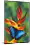 Blue Morpho Butterfly sitting on tropical Heliconia flowers-Darrell Gulin-Mounted Photographic Print