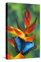 Blue Morpho Butterfly sitting on tropical Heliconia flowers-Darrell Gulin-Stretched Canvas