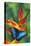 Blue Morpho Butterfly sitting on tropical Heliconia flowers-Darrell Gulin-Stretched Canvas