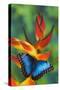 Blue Morpho Butterfly sitting on tropical Heliconia flowers-Darrell Gulin-Stretched Canvas