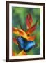 Blue Morpho Butterfly sitting on tropical Heliconia flowers-Darrell Gulin-Framed Photographic Print