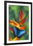 Blue Morpho Butterfly sitting on tropical Heliconia flowers-Darrell Gulin-Framed Photographic Print