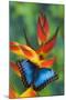 Blue Morpho Butterfly sitting on tropical Heliconia flowers-Darrell Gulin-Mounted Photographic Print