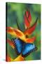 Blue Morpho Butterfly sitting on tropical Heliconia flowers-Darrell Gulin-Stretched Canvas