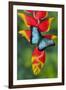 Blue Morpho Butterfly sitting on tropical Heliconia flowers-Darrell Gulin-Framed Photographic Print