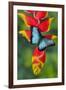 Blue Morpho Butterfly sitting on tropical Heliconia flowers-Darrell Gulin-Framed Photographic Print