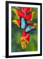 Blue Morpho Butterfly sitting on tropical Heliconia flowers-Darrell Gulin-Framed Photographic Print