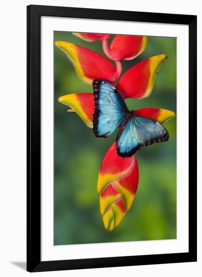 Blue Morpho Butterfly sitting on tropical Heliconia flowers-Darrell Gulin-Framed Photographic Print