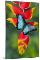 Blue Morpho Butterfly sitting on tropical Heliconia flowers-Darrell Gulin-Mounted Photographic Print