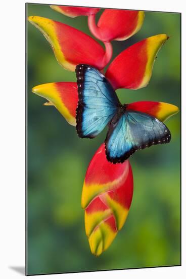 Blue Morpho Butterfly sitting on tropical Heliconia flowers-Darrell Gulin-Mounted Photographic Print