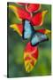 Blue Morpho Butterfly sitting on tropical Heliconia flowers-Darrell Gulin-Stretched Canvas