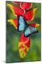 Blue Morpho Butterfly sitting on tropical Heliconia flowers-Darrell Gulin-Mounted Photographic Print