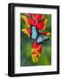 Blue Morpho Butterfly sitting on tropical Heliconia flowers-Darrell Gulin-Framed Photographic Print