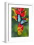 Blue Morpho Butterfly sitting on tropical Heliconia flowers-Darrell Gulin-Framed Photographic Print