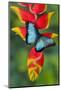 Blue Morpho Butterfly sitting on tropical Heliconia flowers-Darrell Gulin-Mounted Photographic Print