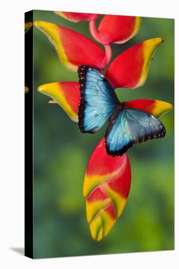 Blue Morpho Butterfly sitting on tropical Heliconia flowers-Darrell Gulin-Stretched Canvas