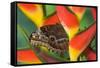 Blue Morpho Butterfly sitting on tropical Heliconia flowers-Darrell Gulin-Framed Stretched Canvas