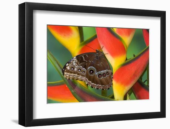 Blue Morpho Butterfly sitting on tropical Heliconia flowers-Darrell Gulin-Framed Photographic Print