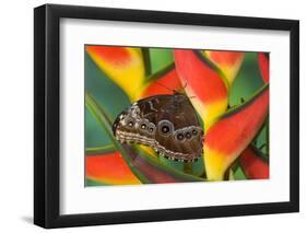 Blue Morpho Butterfly sitting on tropical Heliconia flowers-Darrell Gulin-Framed Photographic Print