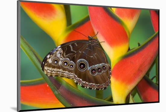 Blue Morpho Butterfly sitting on tropical Heliconia flowers-Darrell Gulin-Mounted Photographic Print