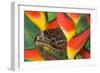 Blue Morpho Butterfly sitting on tropical Heliconia flowers-Darrell Gulin-Framed Photographic Print